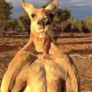 Meet your Posher, Robby